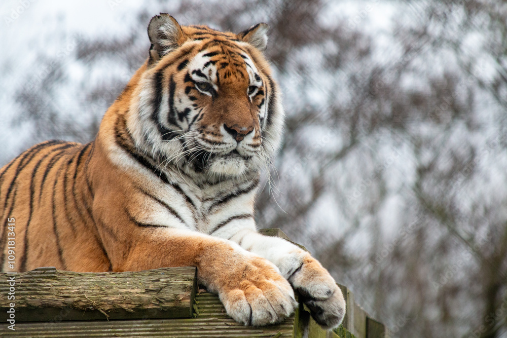 Obraz premium This image captures a majestic tiger resting on a wooden platform, exuding a calm yet powerful presence. The tiger’s orange fur, black stripes, and expressive face are highlighted in great detail.