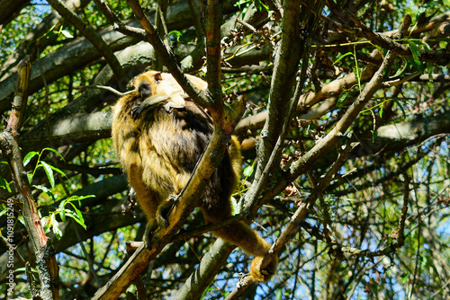 monkey with baby on a tree photo