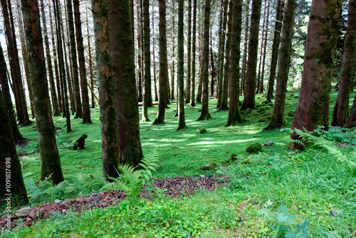 footpath in the forest in Scotland photo