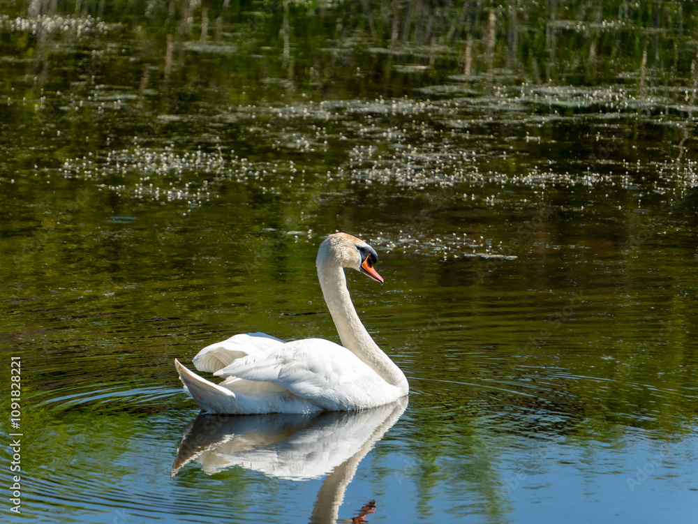 Naklejka premium A single white swan swims peacefully in a tranquil pond. The water is relatively still with patches of green aquatic plants visible beneath the surface.