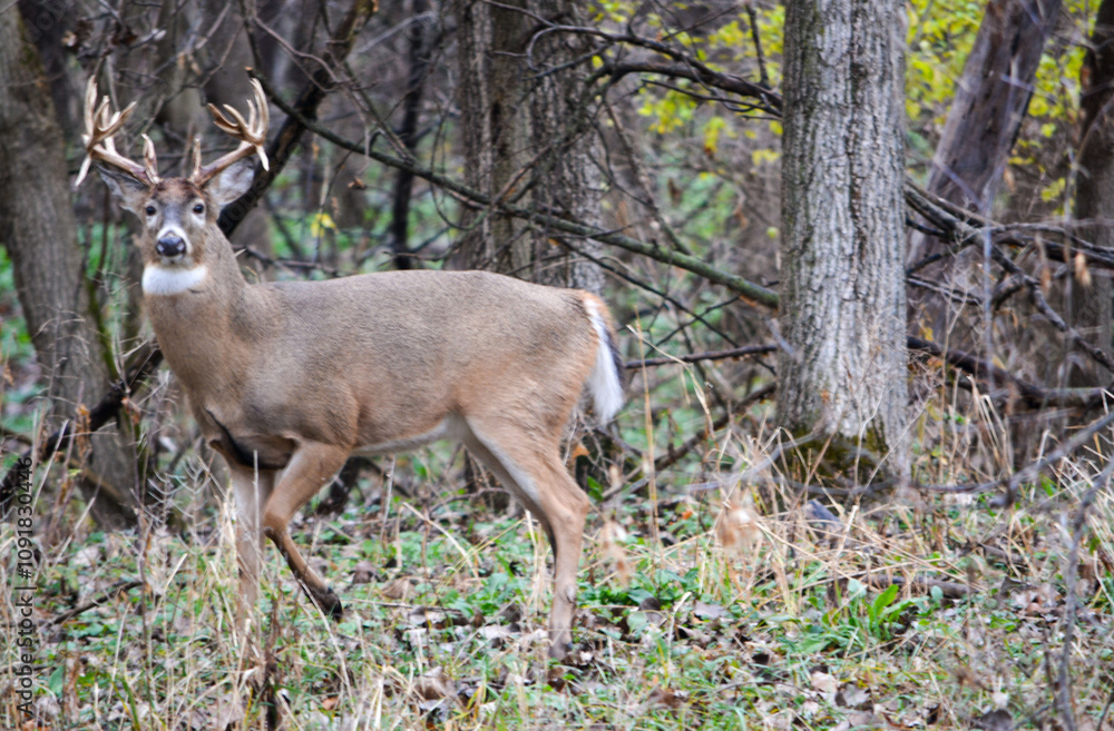 Michigan Handsome 12 Point Buck Posing For Me