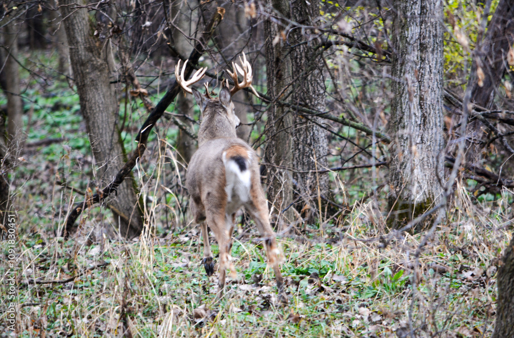 Michigan Handsome 12 Point Buck Posing For Me