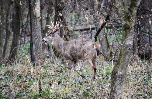 Michigan Handsome 12 Point Buck Posing For Me