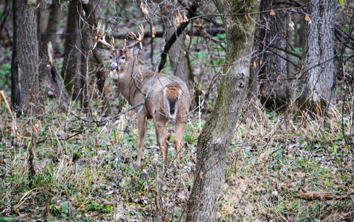 Obraz na płótnie Michigan Handsome 12 Point Buck Posing For Me w salonie