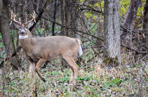 Obraz na płótnie Michigan Handsome 12 Point Buck Posing For Me w salonie