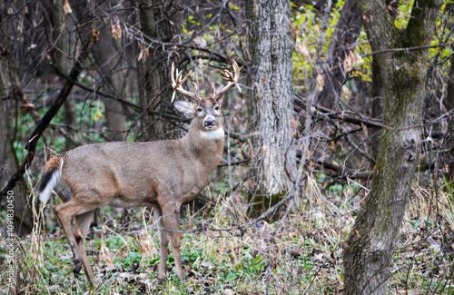 Michigan Handsome 12 Point Buck Posing For Me