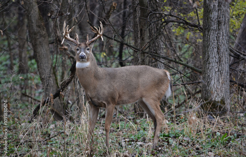 Michigan Handsome 12 Point Buck Posing For Me