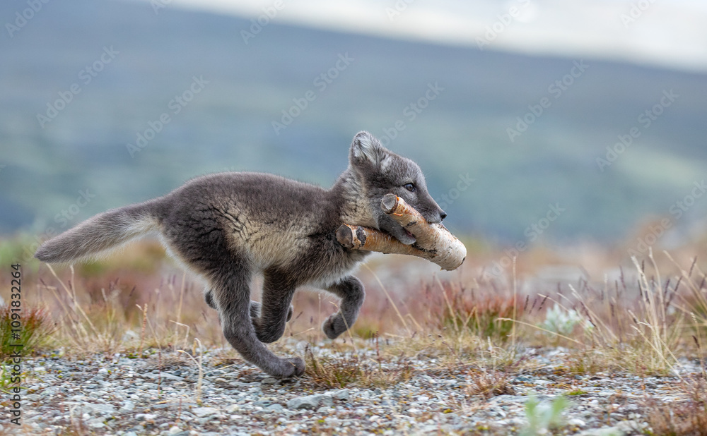 Fototapeta premium fox with wood