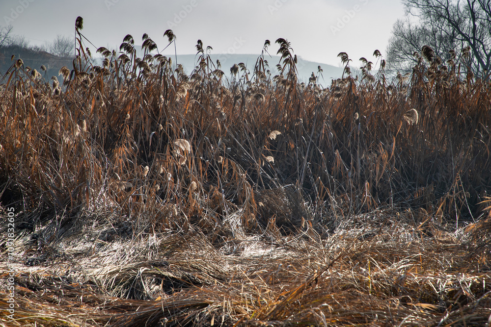 Obraz premium reed in a cold autumn morning