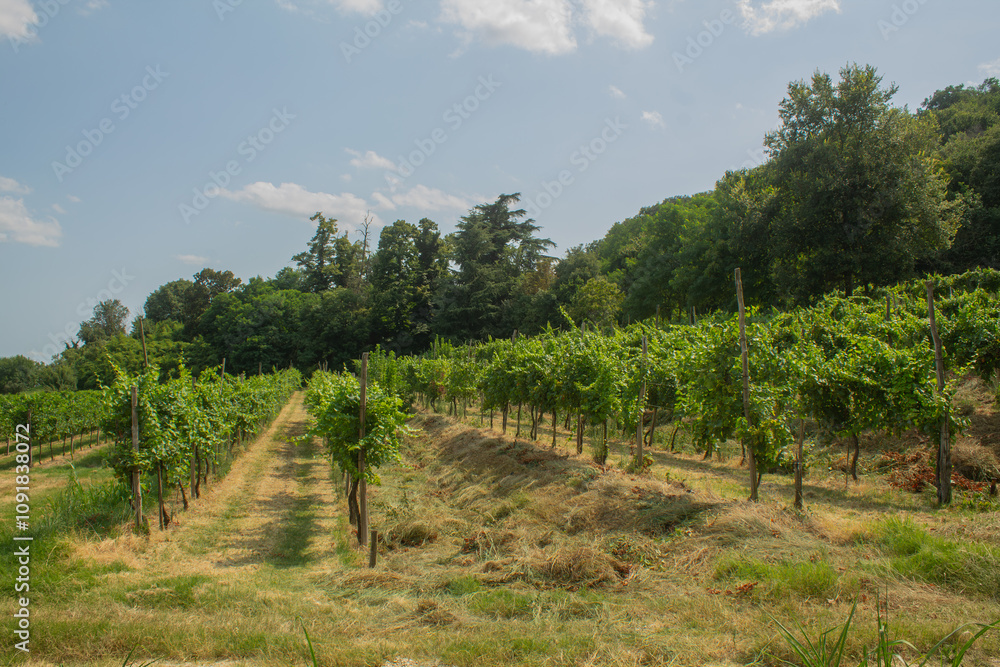 Fototapeta premium Vineyards in Italy. Grape trees and vines and bushes with green grape leaves and branches and fruits growing in Italian countryside in the summer during the sunny days 