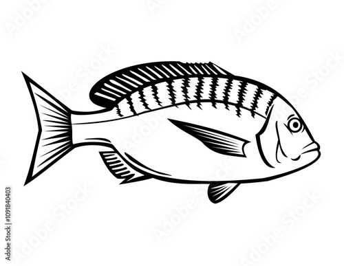 Stencil illustration of a Japanese black porgy, Acanthopagrus schlegeli or Kurodai a marine ray-finned fish in the family Sparidae viewed from side done in black and white retro style.