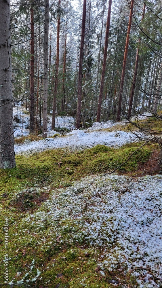 Fototapeta premium Moss under snow in the forest
