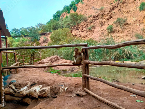 Barbary macaque sitting on wooden fence in ouzoud waterfalls, morocco photo