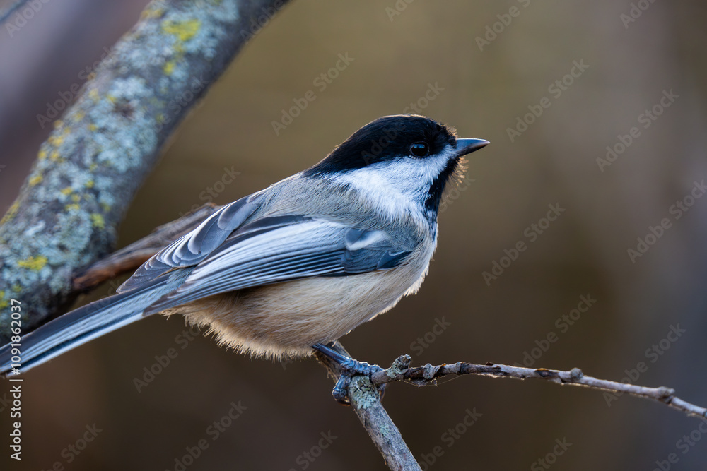 Obraz premium black capped chickadee on a branch