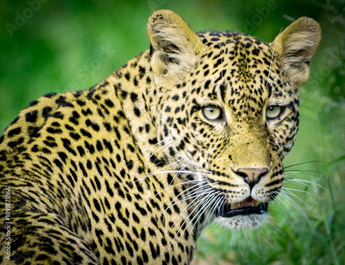 Obraz na płótnie Leopard looking back at photographer