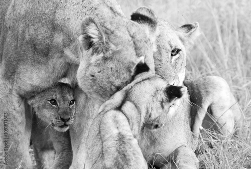 Lioness and her cubs in black and white photo