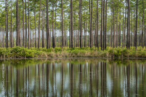 Cypress trees reflected in water in the Okefenokee Swamp Wildlife Refuge, Georgia.