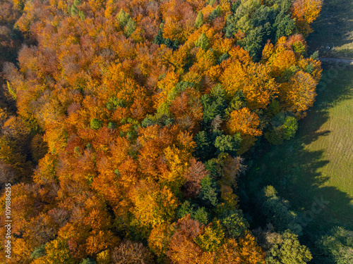 Autumn Forest Tapestry: Aerial View photo