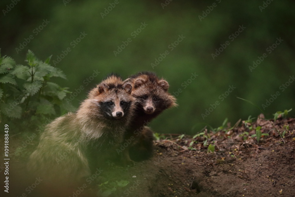 Jenot (Nyctereutes) raccoon dog