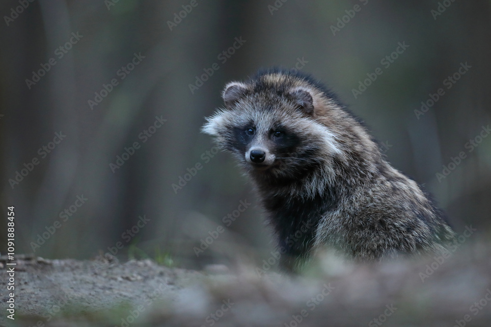 Fototapeta premium Jenot (Nyctereutes) raccoon dog