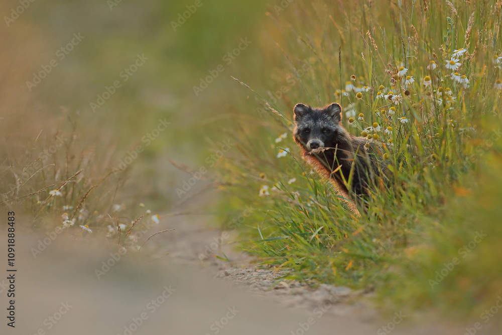 Jenot (Nyctereutes) raccoon dog