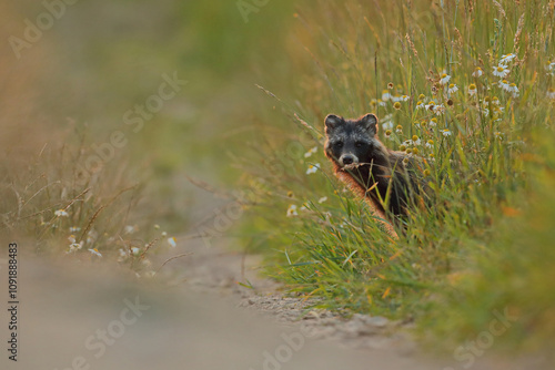 Obraz na płótnie Jenot (Nyctereutes) raccoon dog w salonie