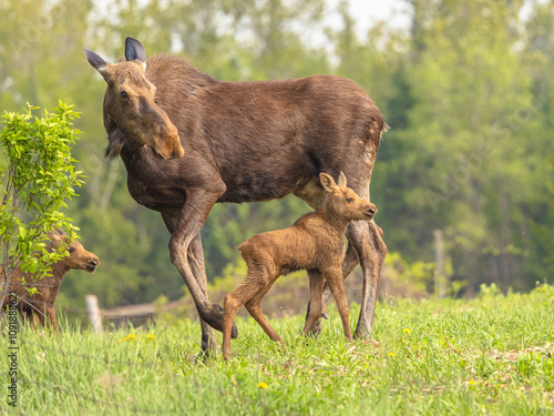 The moose and calves all together again.