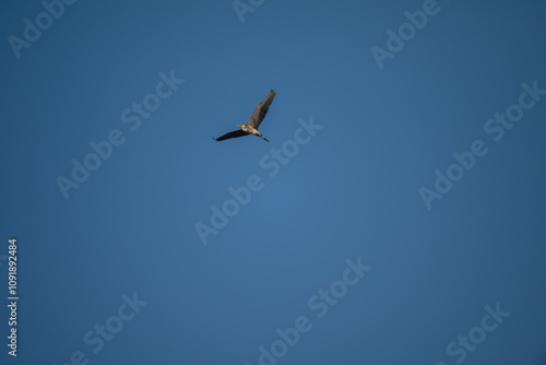 Grey Heron in Flight Against Blue Sky