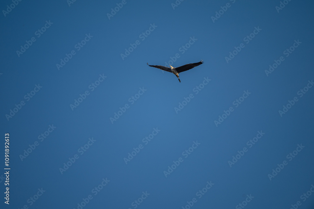 Fototapeta premium Grey Heron in Flight Against Blue Sky