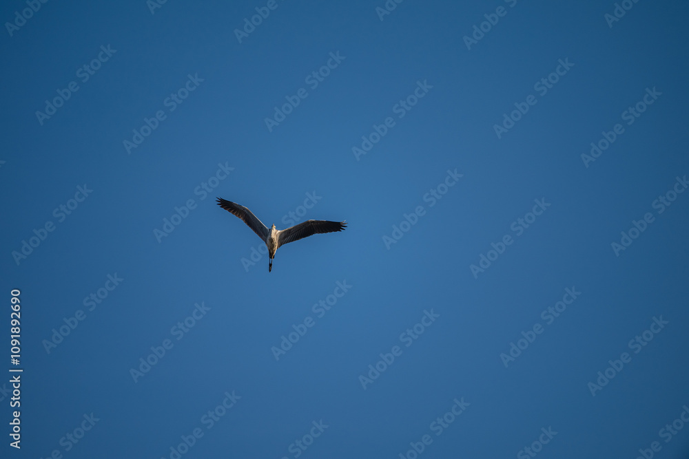 Fototapeta premium Grey Heron in Flight Against Blue Sky