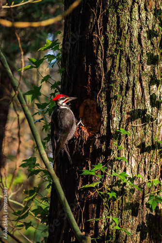 Pileated woodpecker (Dryocopus pileatus) photo