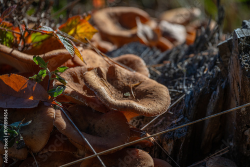 Принти на полотні Honey Fungus Mushrooms on Log