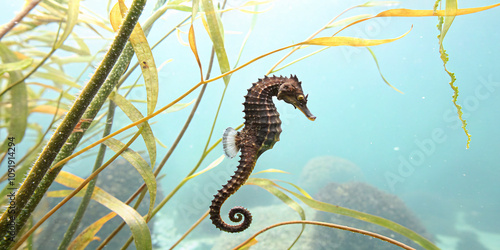 seahorse near the kelp plant underwater