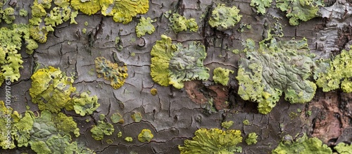 Lichen and Moss Covered Tree Bark Texture photo