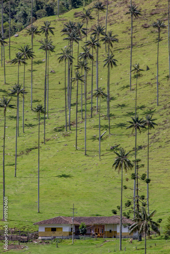 cocora