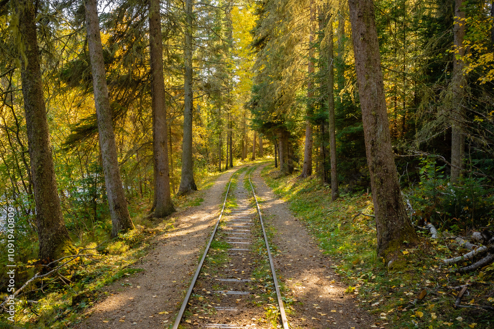 Obraz premium A train track in a forest with trees and leaves on the ground