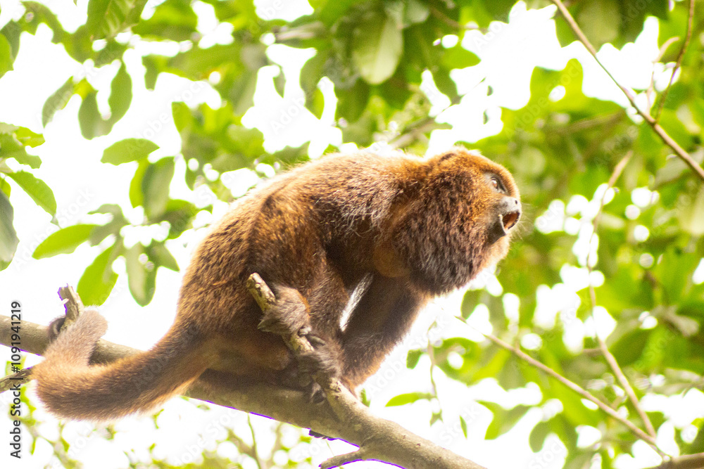 Obraz premium Macaco bugio no galho de árvore da Mata Atlântica Brasileira. 