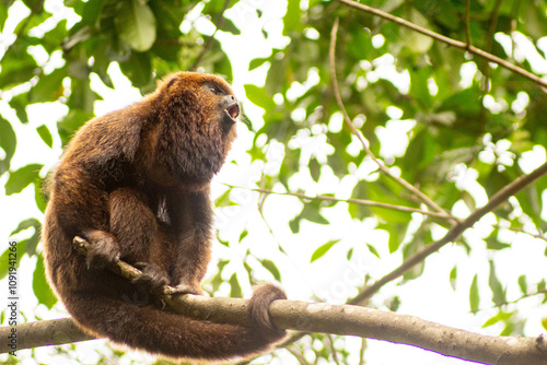 Foto Macaco bugio no galho de árvore da Mata Atlântica Brasileira.