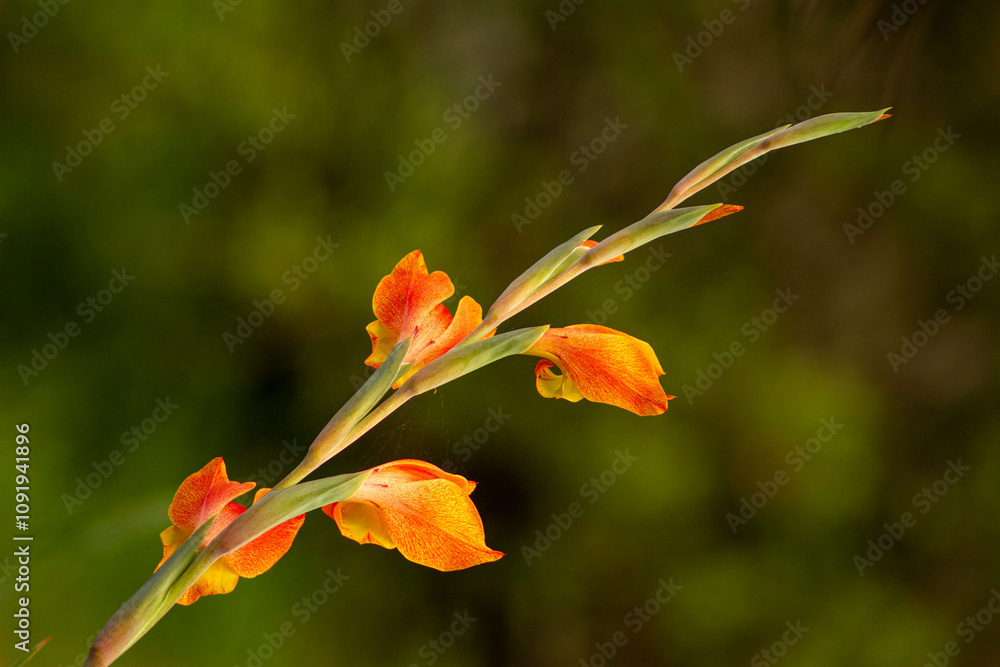 Flor de cor vermelha e amarela em cacho. Flor de cor vermelha e amarela em cacho.