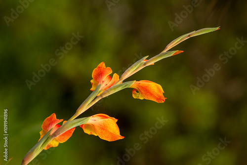 Flor de cor vermelha e amarela em cacho. photo