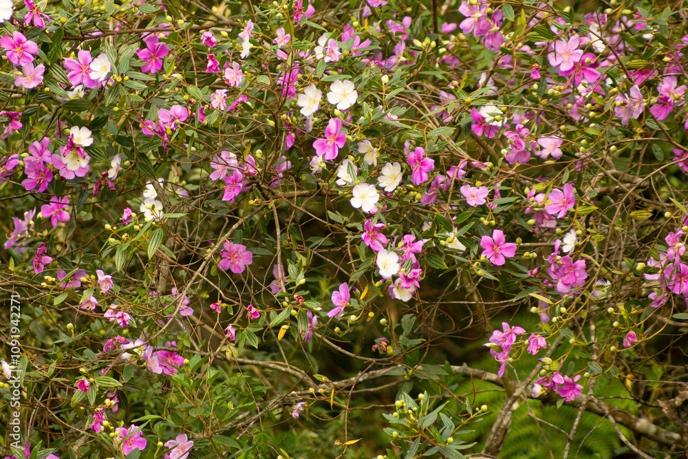 Fototapeta premium Árvore florida, com flores de cor de rosa e branca. 
