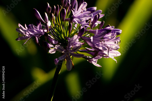 Agapanto é uma espécie de flor de cor lilás com grande talo e pétalas redondas que se abrem na primavera.  photo