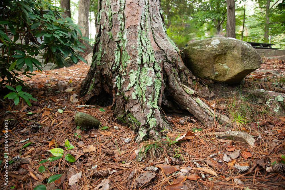 Fototapeta premium Lichen on a pine tree