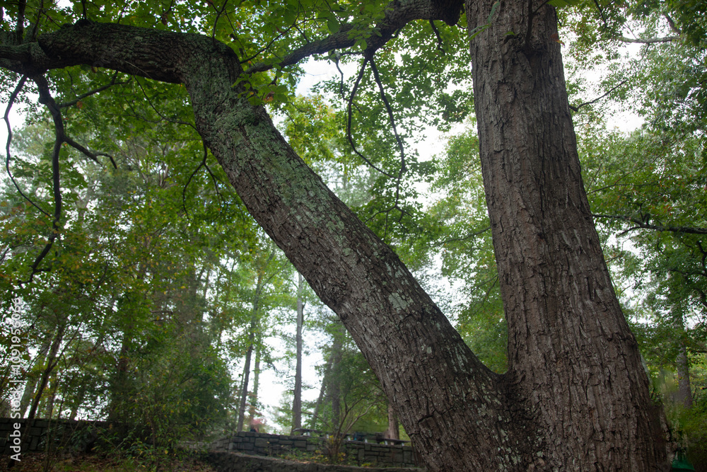 Fototapeta premium Lichen on a tree