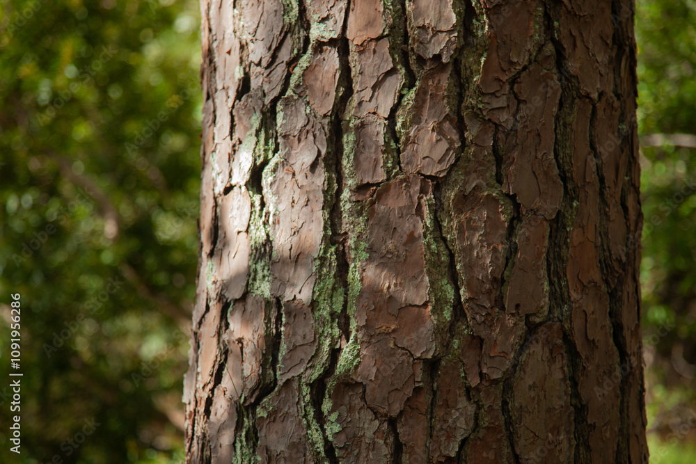 Obraz premium Lichen on a pine tree