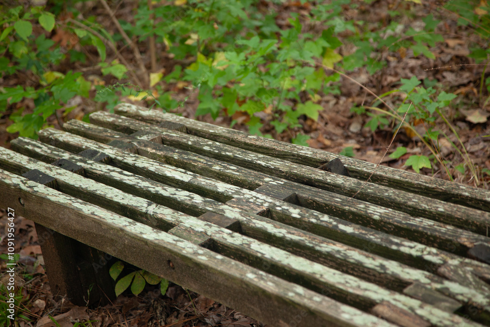 Fototapeta premium Lichen on a wooden bench