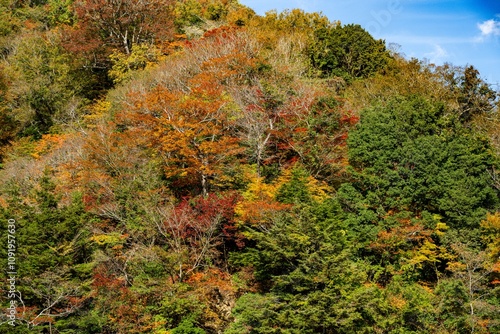 九酔渓の紅葉