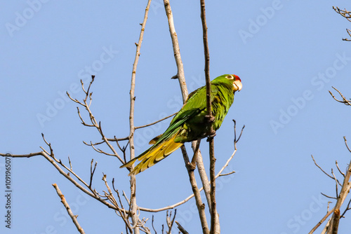 Rio de Janeiro, RJ, Brazil, 11/20/2024 - White-eyed parakeet, maritaca, Psittacara leucophthalmus at Nobel Square, Grajau neighborhood photo