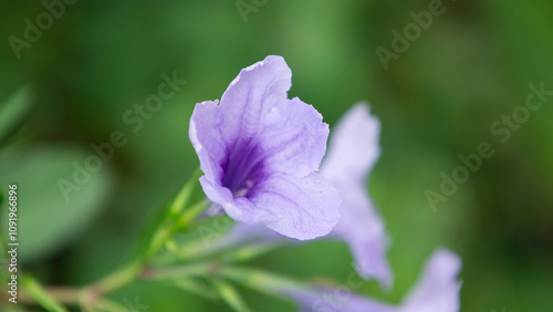 Purple flower in the garden,Violet flower in the garden
