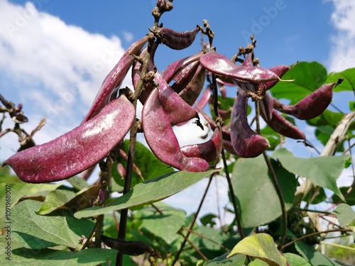 Crop of Purple Hyacinth Bean (Lablab purpureus) with blue sky and sunlight in wind,a stir-fry vegetable.Purple Podded Pole Bean.closeup fruit of purple pod pea. photo